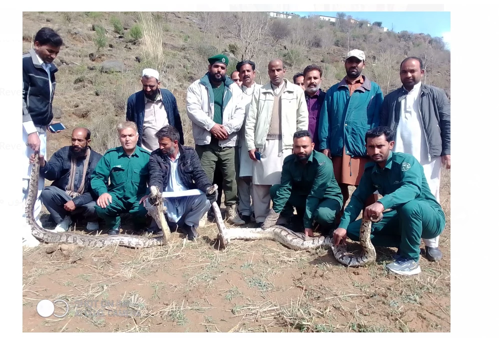 Two massive Indian pythons captured in Kotli, Azad Kashmir