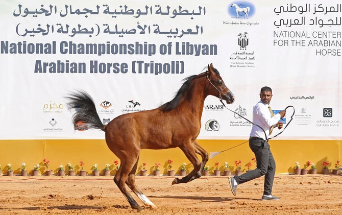 Arabian purebred competition bridges divisions in Libya