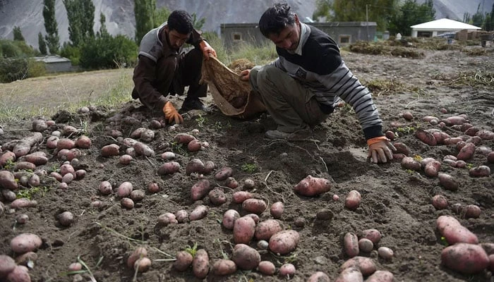 Pakistan enters Top-Ten global potato producers