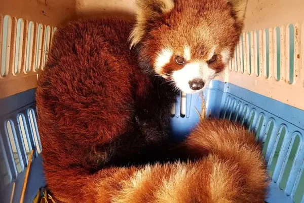 Red panda seized as Thai airport stops animal smugglers