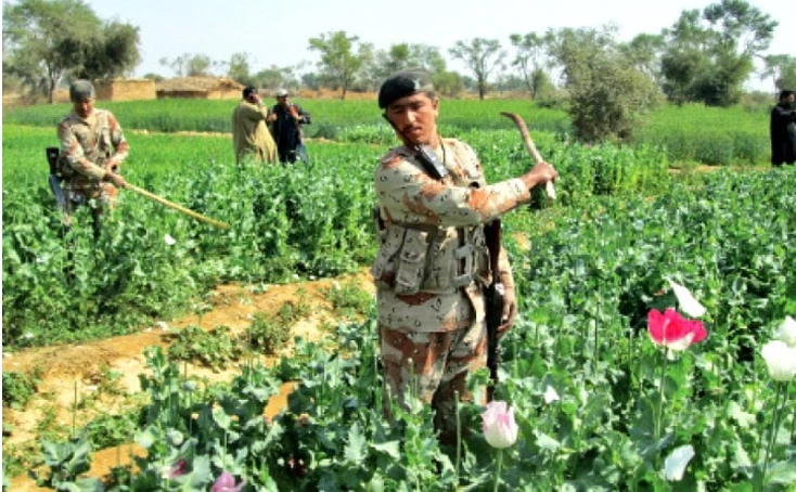 Law enforcers wipe out illegal poppy crops cultivation in Qambar's mountain range