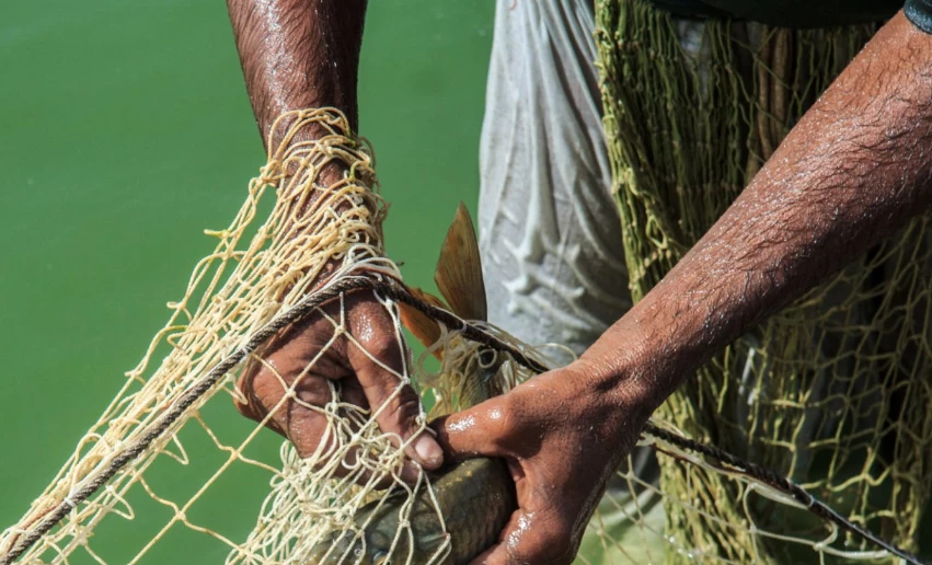 Small-town Millionaires: Pakistani fishermen catch 300 rare Sowa fish