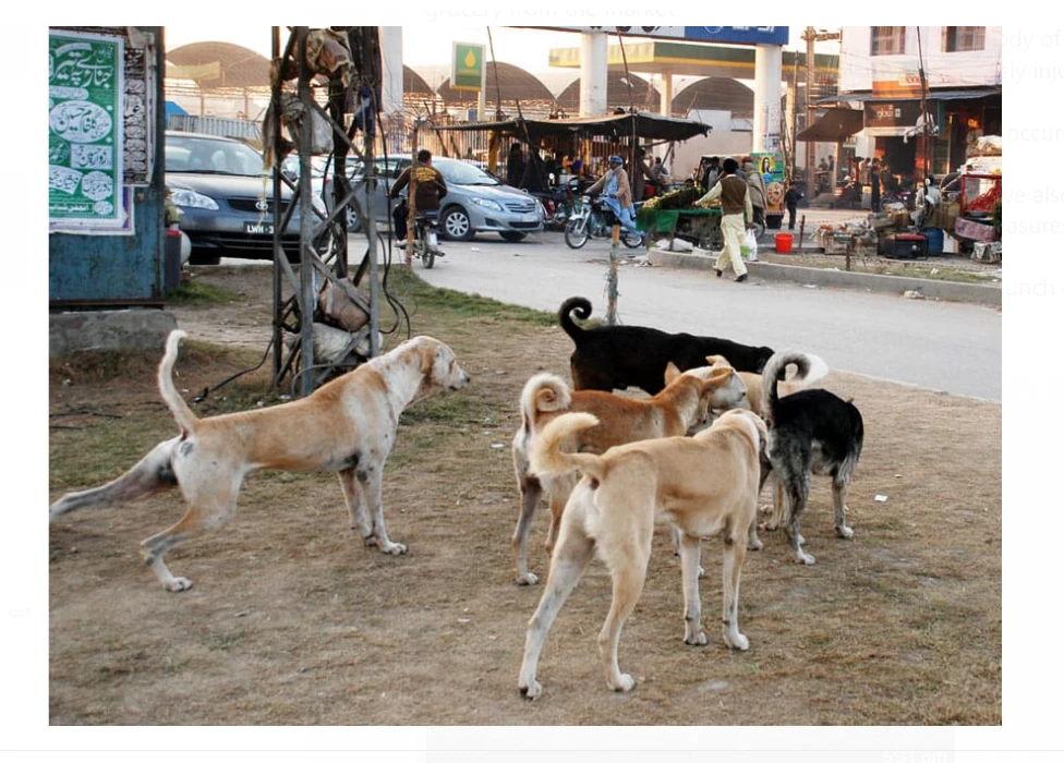 Horde of stray dogs killed an 8-year-old girl in Jalalpur Pirwala