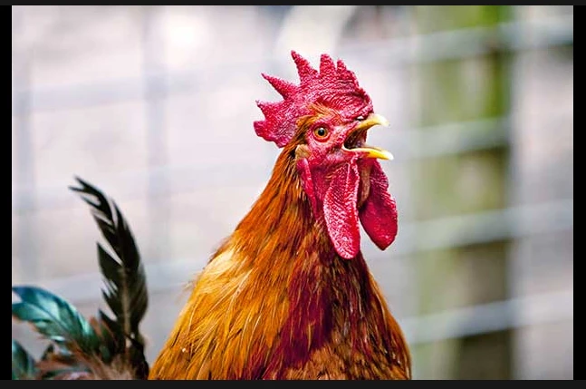 Court asked to gag crying hens in Karachi’s Clifton