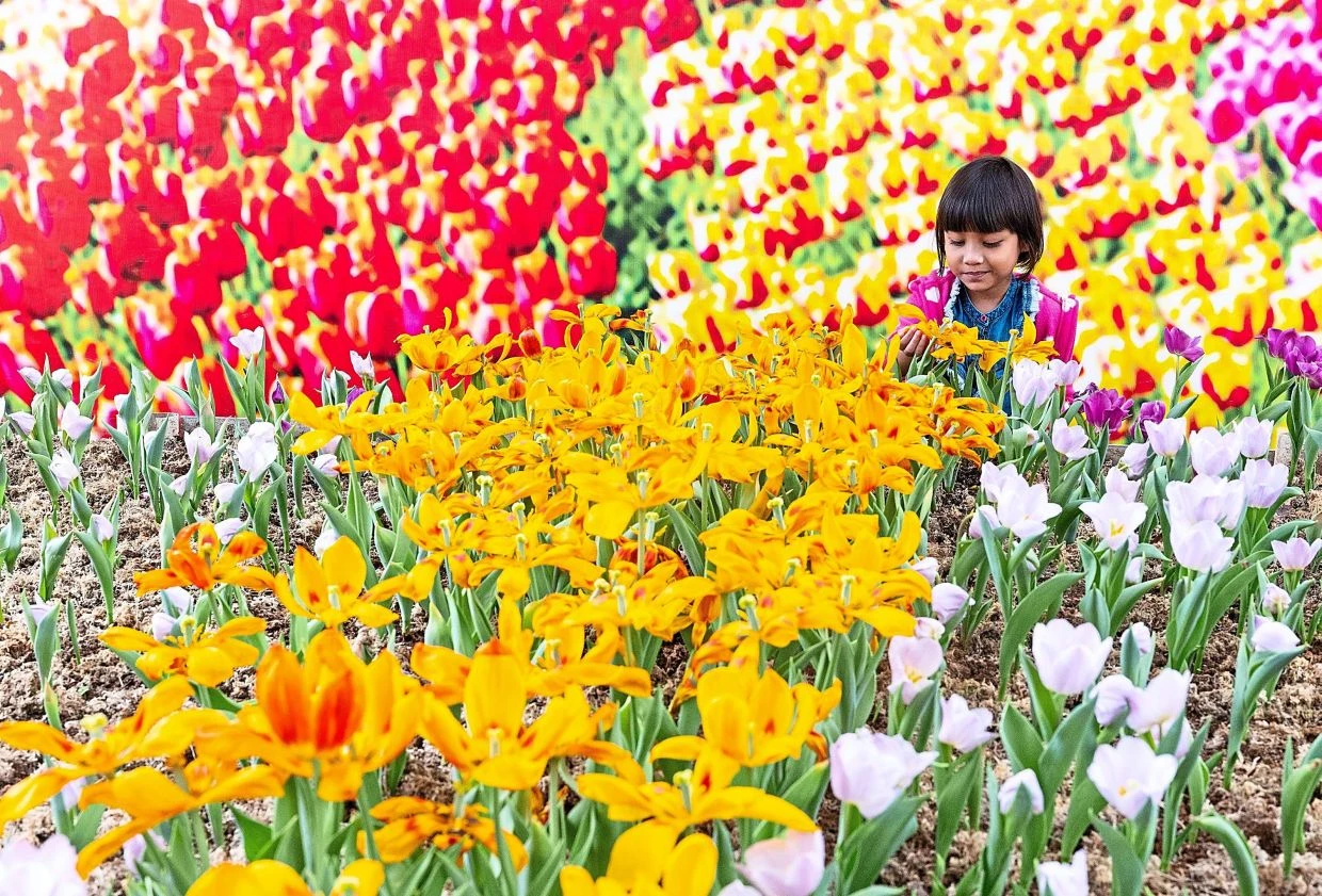 Blooming good: World's biggest tulip garden marks 75th edition