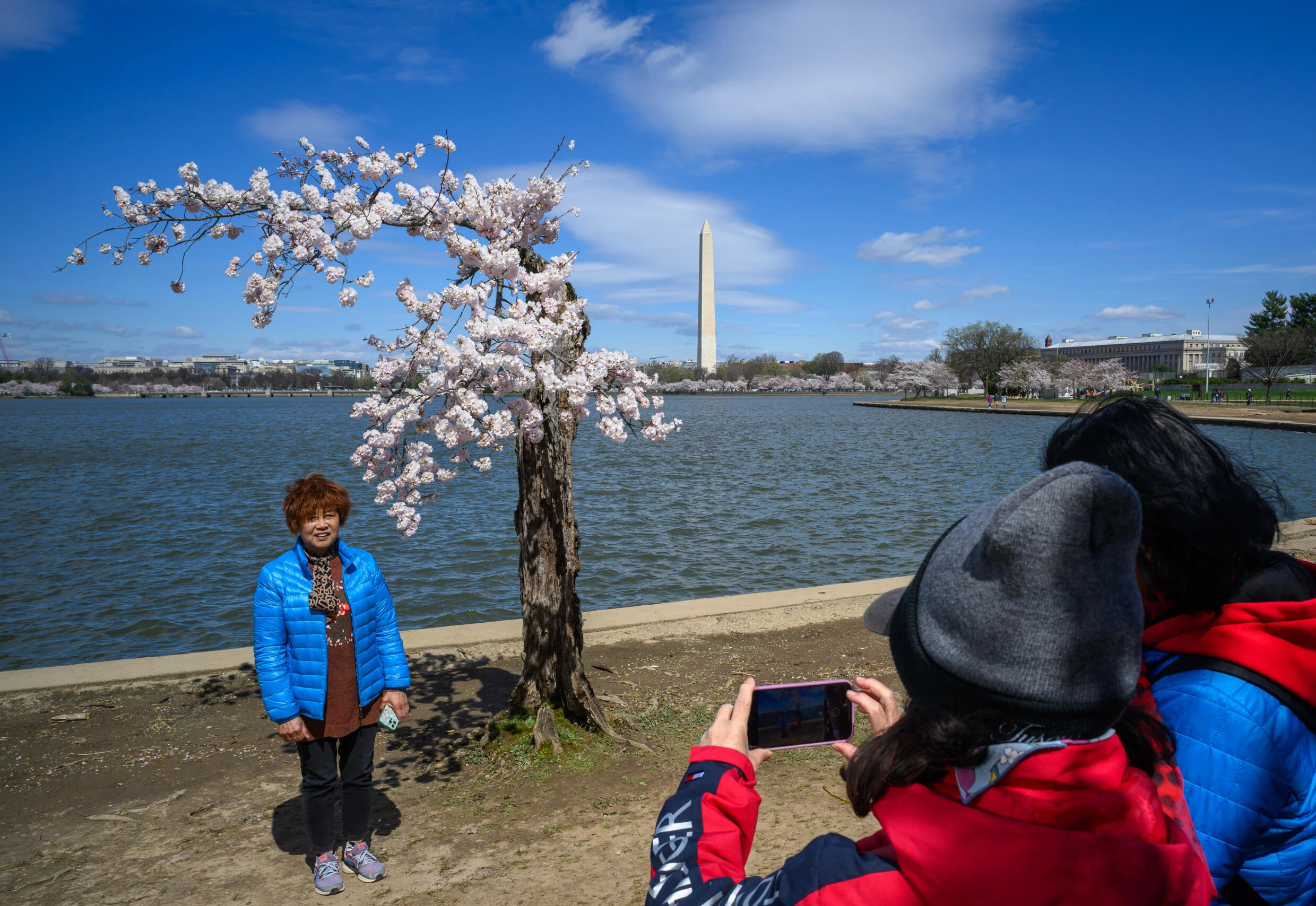 Climate change hits Washington's beloved cherry blossom festival