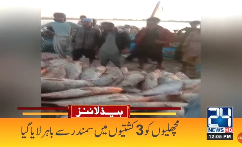 Pakistani fishermen haul huge catch of rare and precious Suwa fish