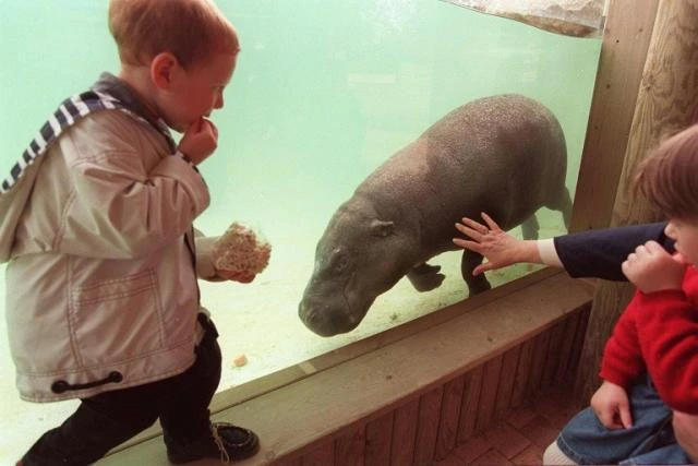 Top French court studies fate of 'Europe's largest' hippo Jumbo