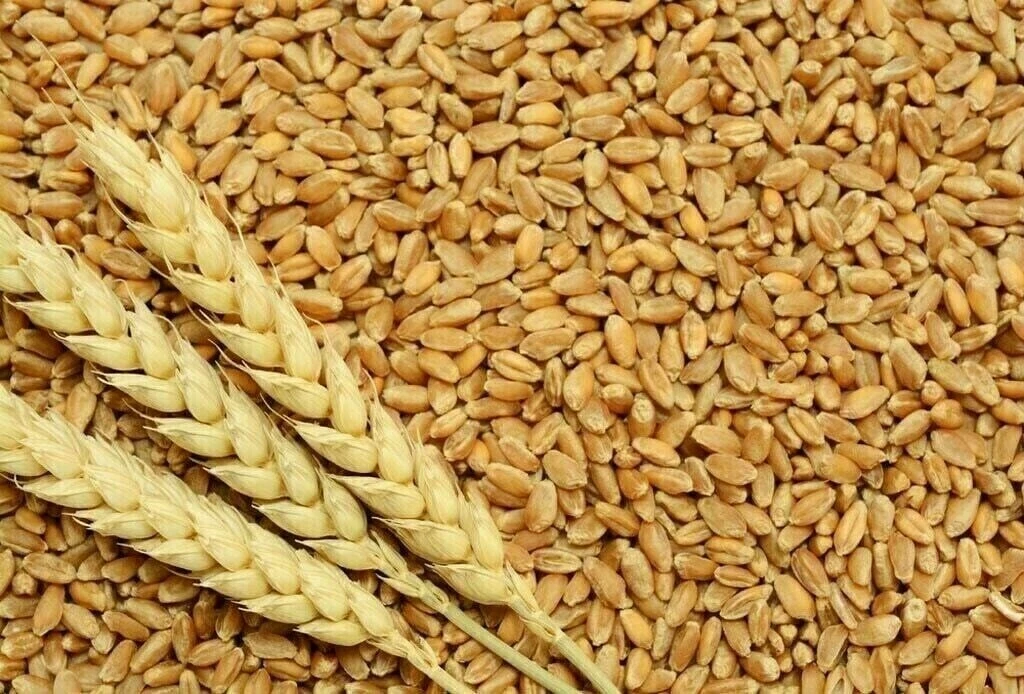 Punjab Cabinet to consider revised wheat support price proposals