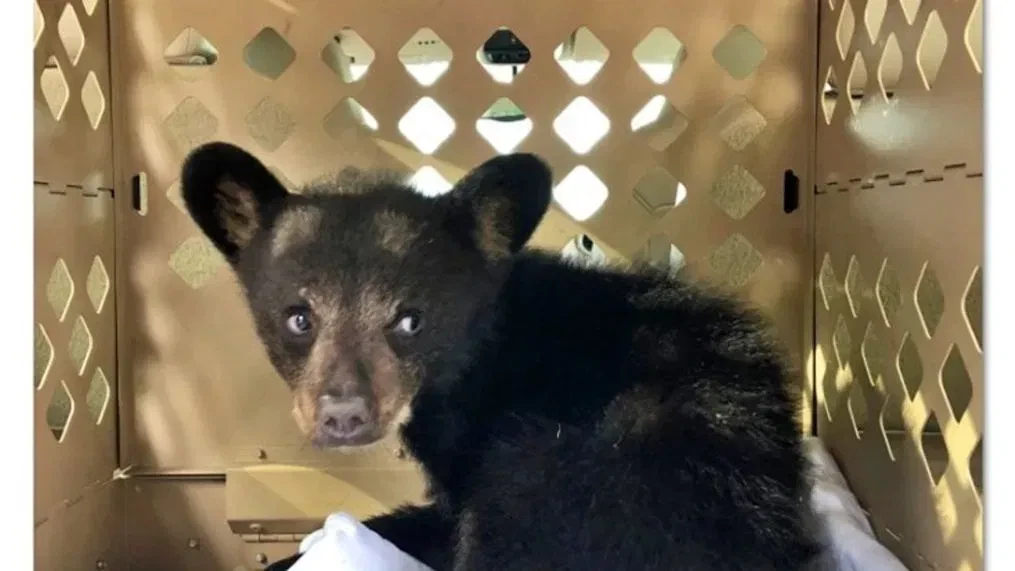 Sixteen bear cubs rescued from home in Laos