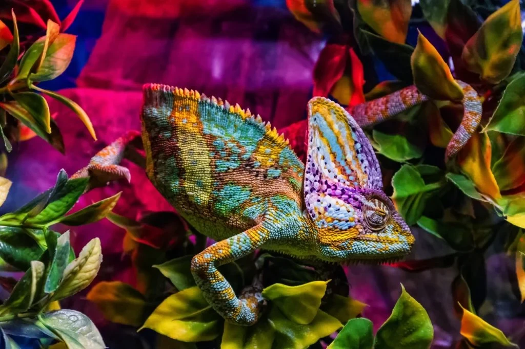 10 most colorful creatures in animal kingdom