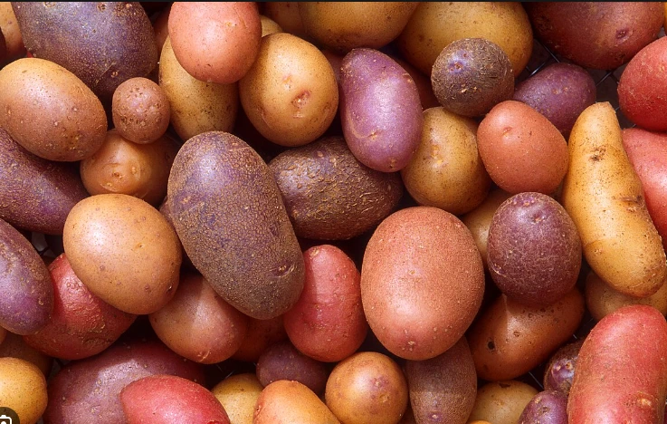 US govt roasted over potato classification