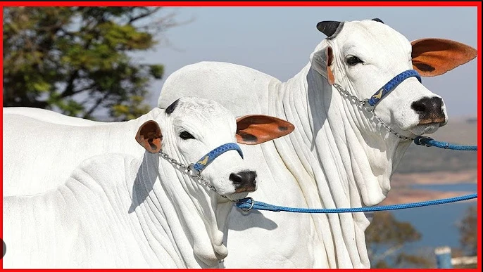 Pakistan imports best quality cattle breeds from Brazil