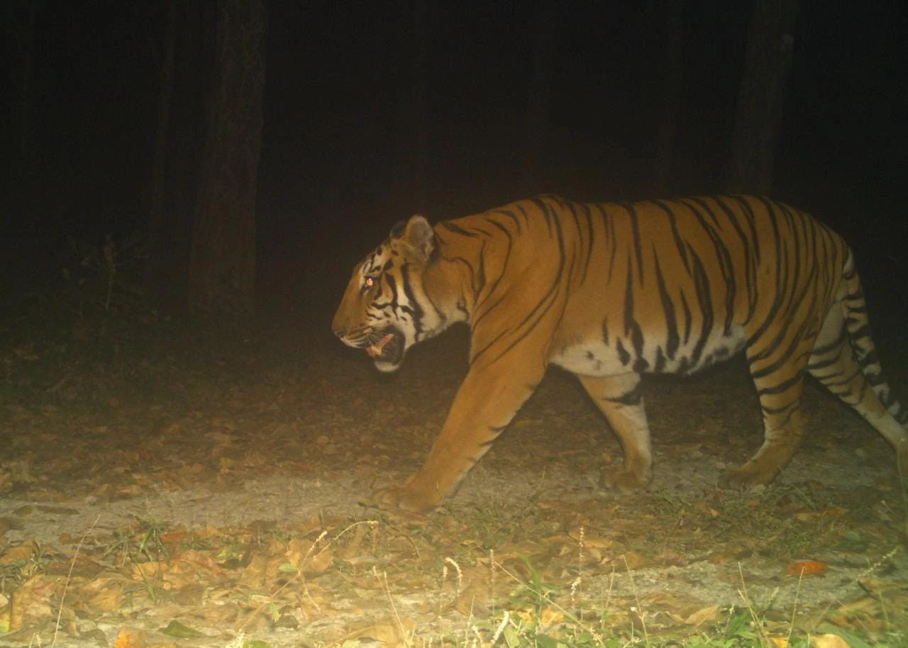 Cage breaker Bengali tigress recaptured from mango grove in Multan