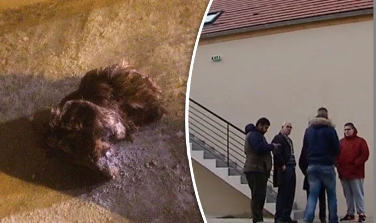 Boar head found outside French mosque