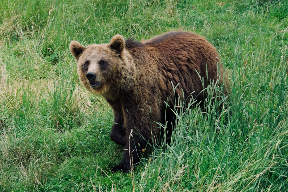 Brown bear numbers grow in Pyrenees: France