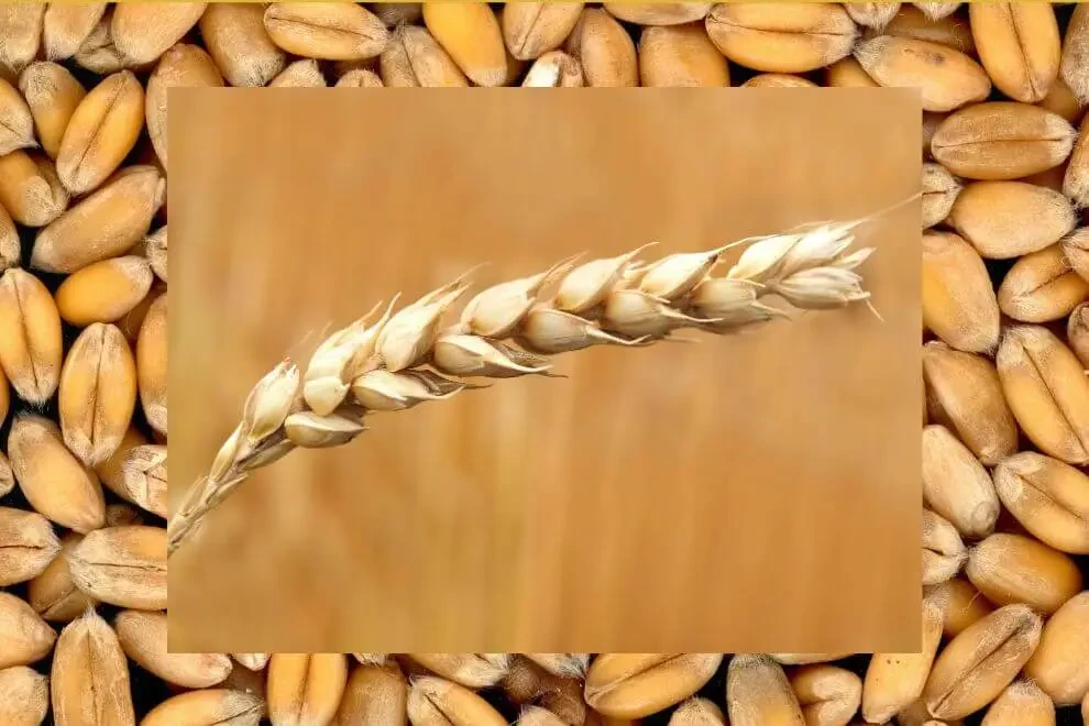 Punjab Cabinet fixes minimum wheat support price at Rs3,900 per 40kg