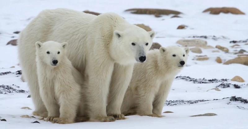 From polar bears to groundwater, nature is riddled with 'forever chemicals'