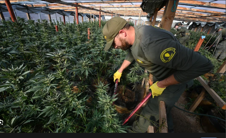 California battles illegal marijuana farms