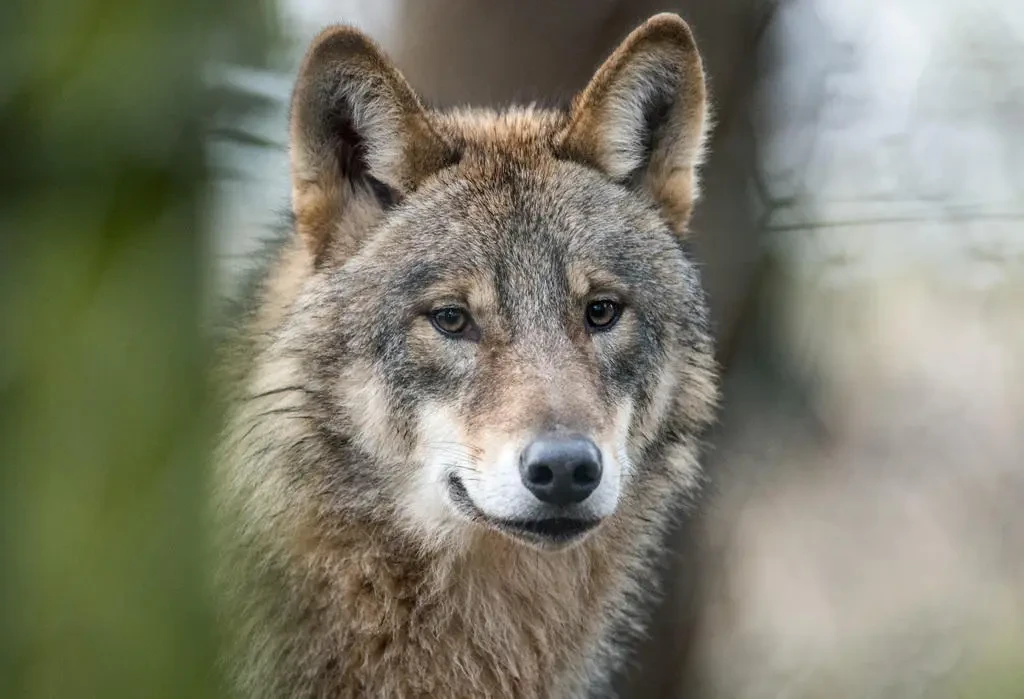 Farmers dump sheep killed by wolves in front of Swiss government building