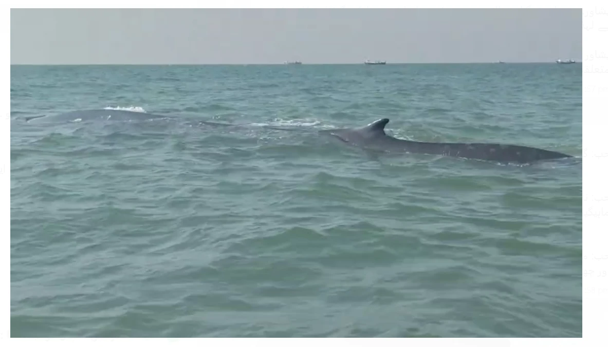 Historic sighting of rare giant black whale near Gadani beach stuns onlookers