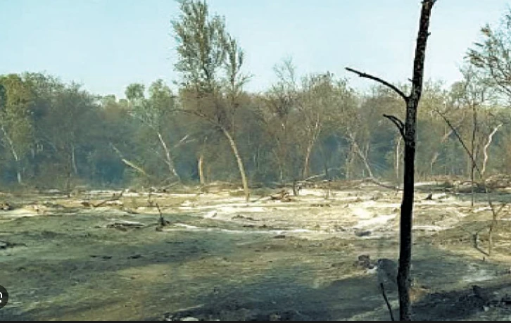 Another fire breaks out in Lal Sohanra Park forest in Bahawalpur