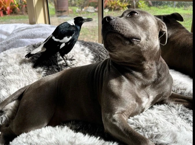 Australia reunites magpie and dog after uproar