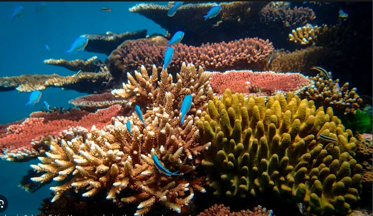 Australia's Great Barrier Reef struggles to survive