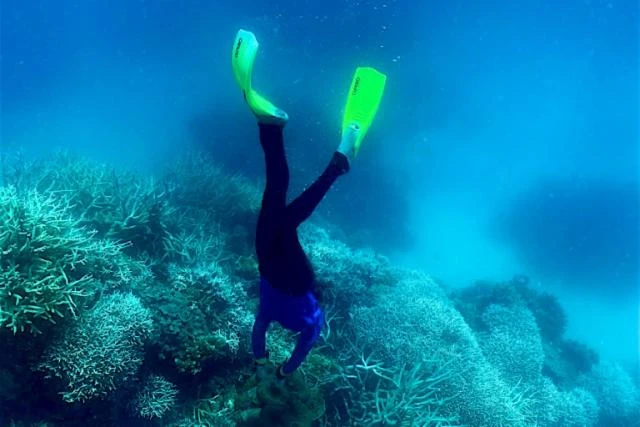 World in grip of new major coral bleaching event, reefs at risk