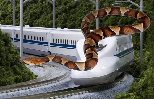 Snake on a train delays Japanese bullet service