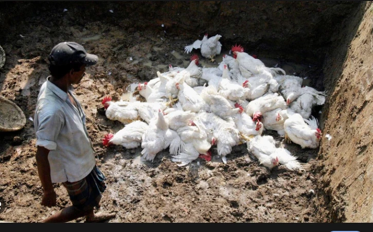 Human cases of bird flu 'an enormous concern': WHO