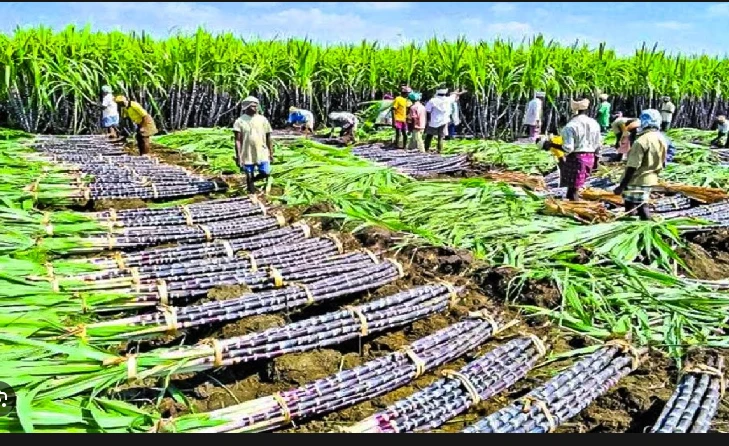 Sugarcane cultivation banned in Daharki over dacoits’ threat to police