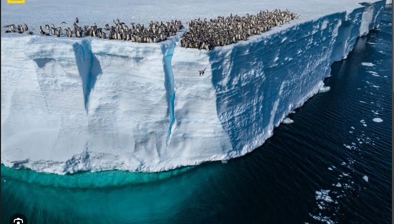 Emperor penguins perish as ice melts to new lows: study