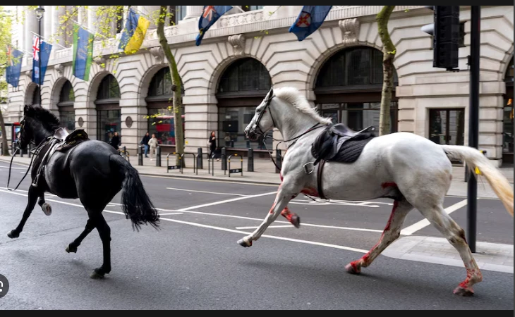 Escaped army horses bolt through central London