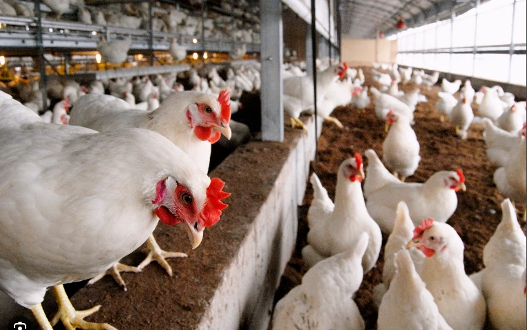 WHO calls for global detection networks for bird flu virus