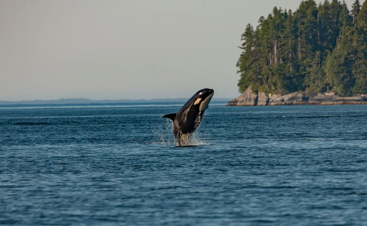 Orca calf trapped in Canadian lagoon swims to freedom