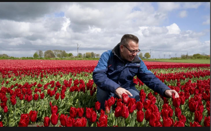 Climate change, Brexit threaten to wilt Dutch tulips