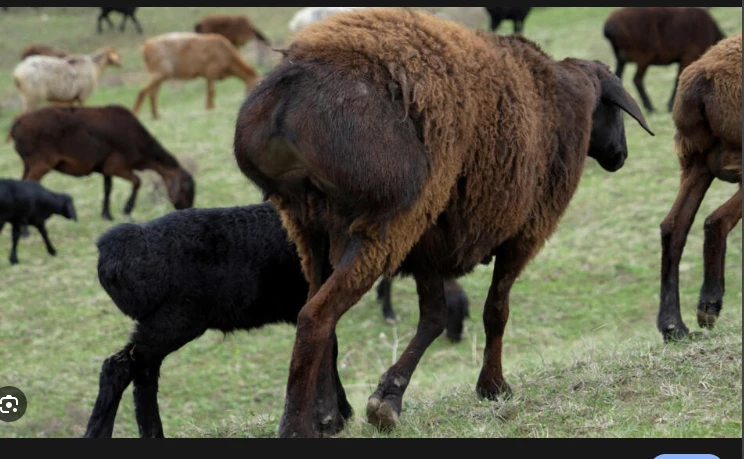 The giant sheep helping Tajikistan weather climate change