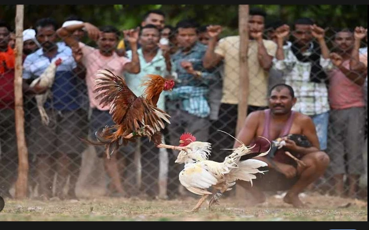 Cockfights still rule the roost in India's forest villages