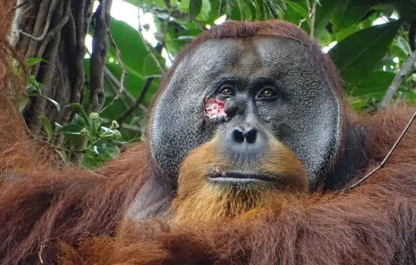 Self-care: Orangutan seen apparently treating wound