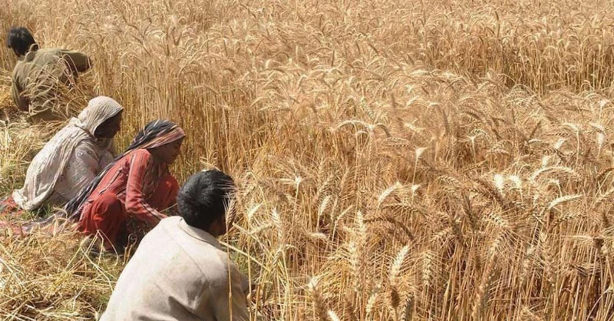 Punjab govt weighs Rs30 billion subsidy package for wheat farmers