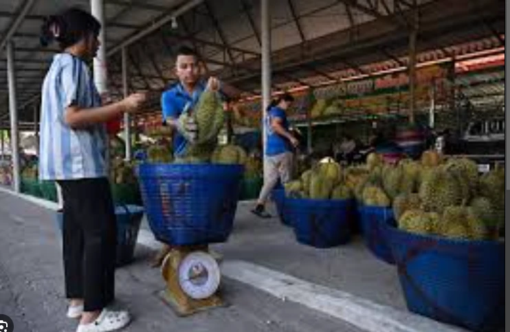 Heatwave hammers Thailand's stinky but lucrative durian farms