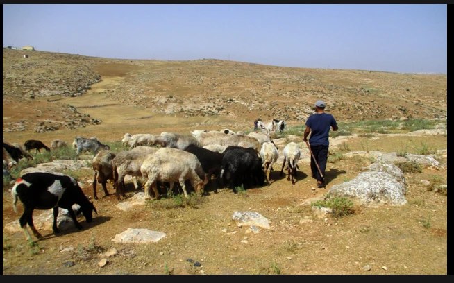 Jewish settlers use shepherding outposts to seize West Bank land