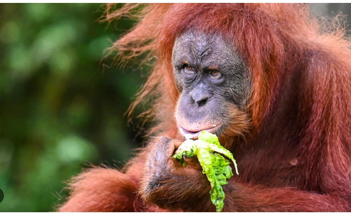 Malaysia plans to introduce 'orangutan diplomacy'