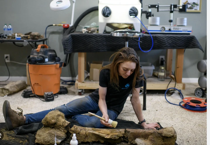 US restorationist solves 60-million-year-old dinosaur fossil 'puzzles'