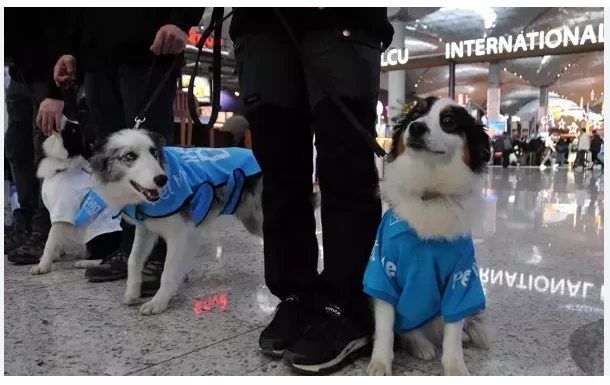 Turkey therapy dogs join Istanbul Airport staff