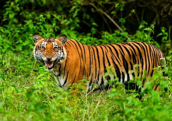 One dead in suspected Indonesia tiger attack, hunt ongoing