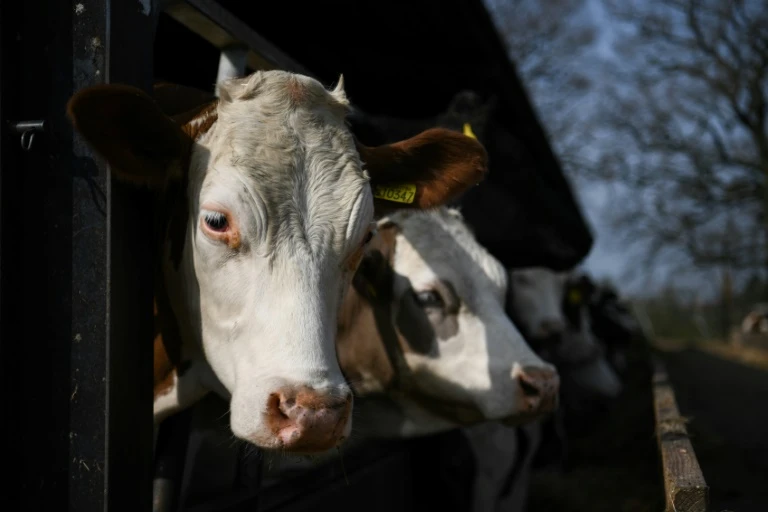 UK law to ban live animal exports clears parliament