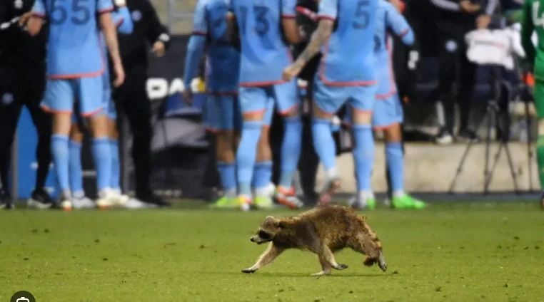 Raccoon invades pitch during football game