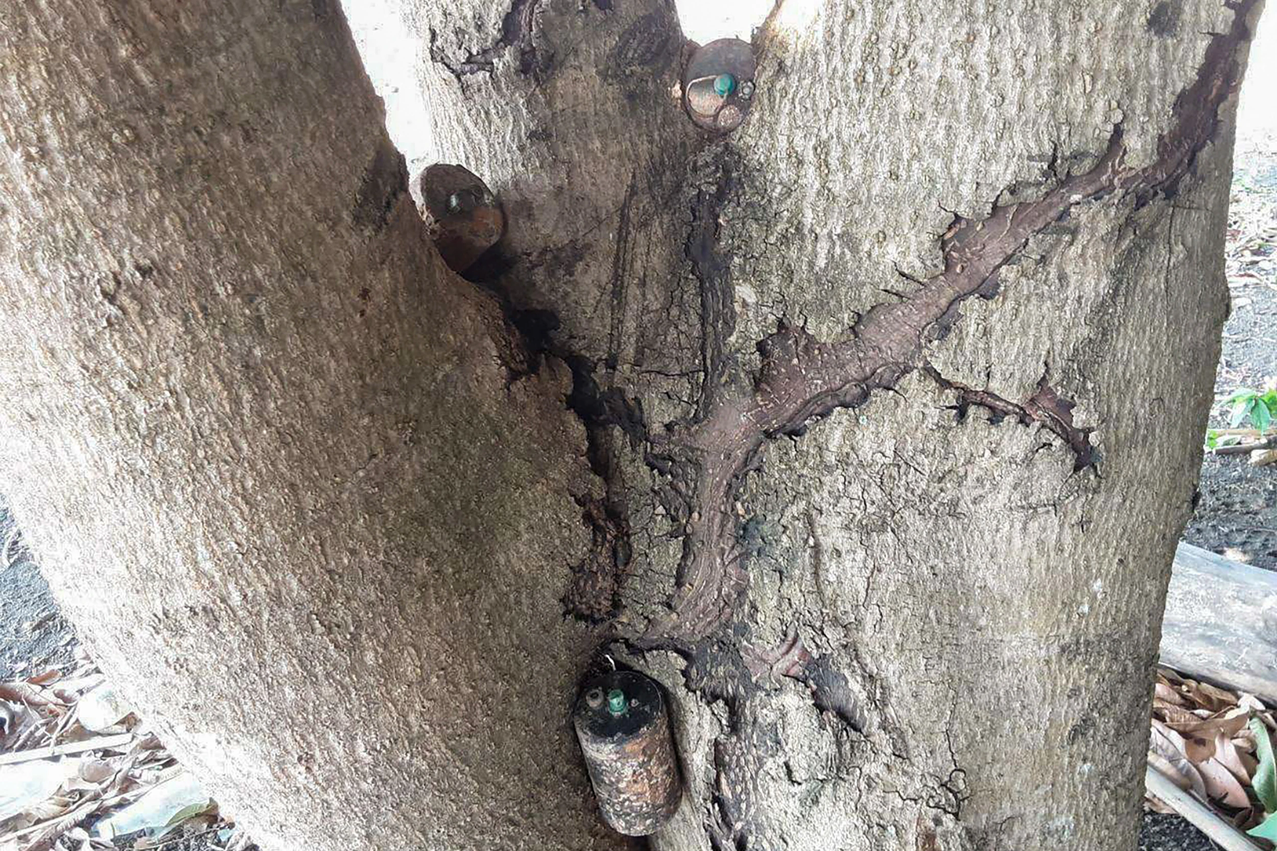 Cambodian deminers find three landmines on tree